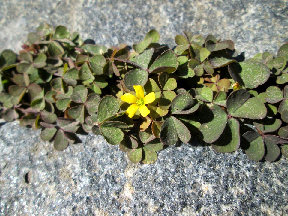 Horn-Sauerklee (Oxalis corniculata) in Bischmisheim