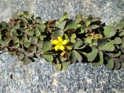 Horn-Sauerklee (Oxalis corniculata) in Bischmisheim
