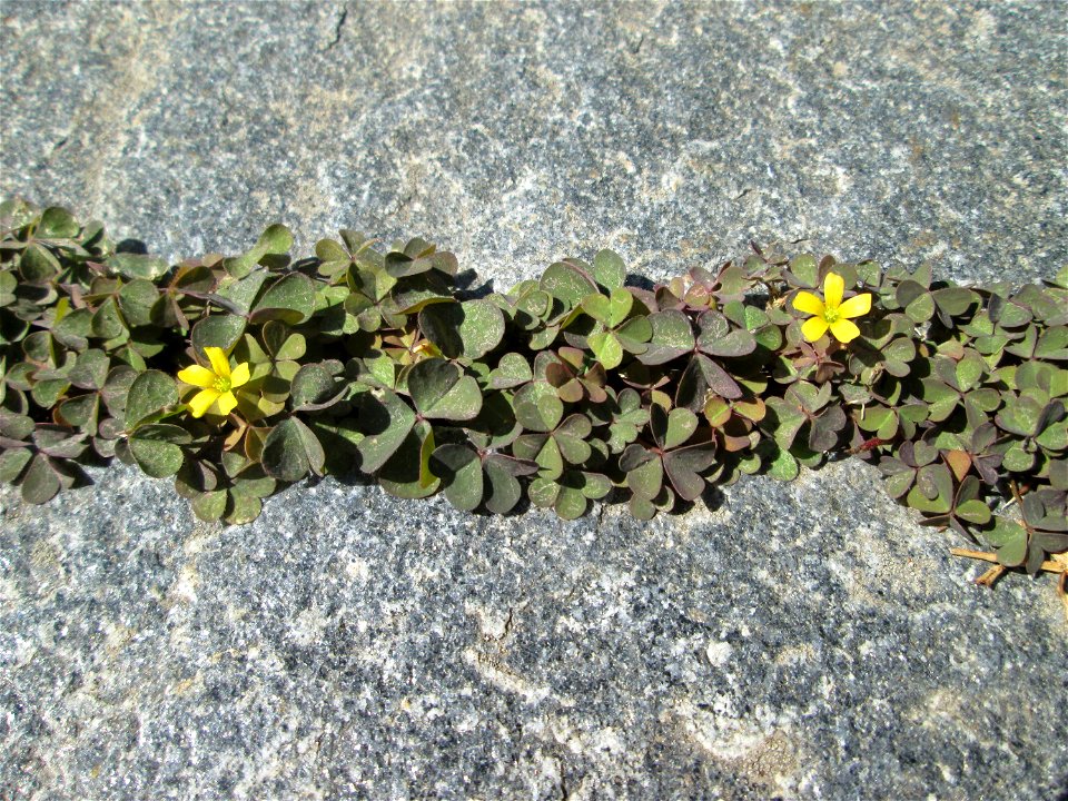 Horn-Sauerklee (Oxalis corniculata) in Bischmisheim
