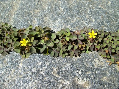 Horn-Sauerklee (Oxalis corniculata) in Bischmisheim
