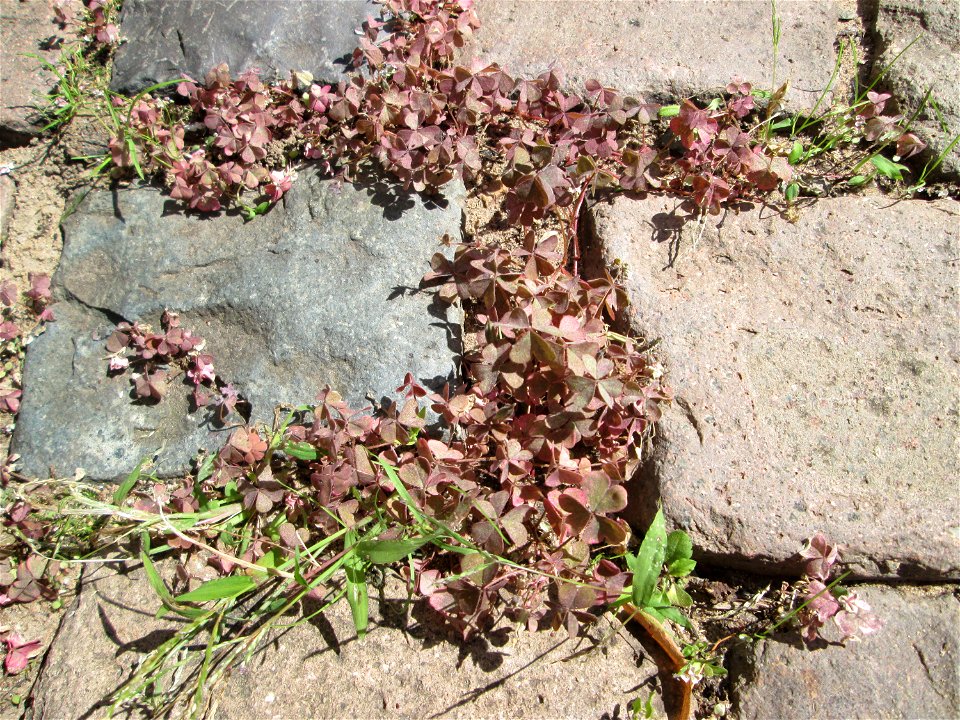 Horn-Sauerklee (Oxalis corniculata) in Bischmisheim