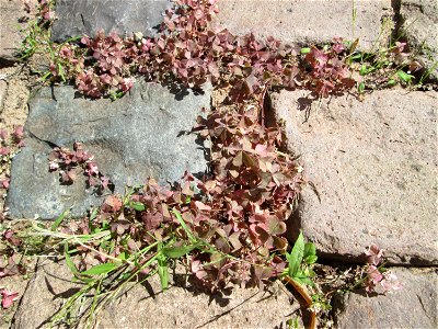 Horn-Sauerklee (Oxalis corniculata) in Bischmisheim