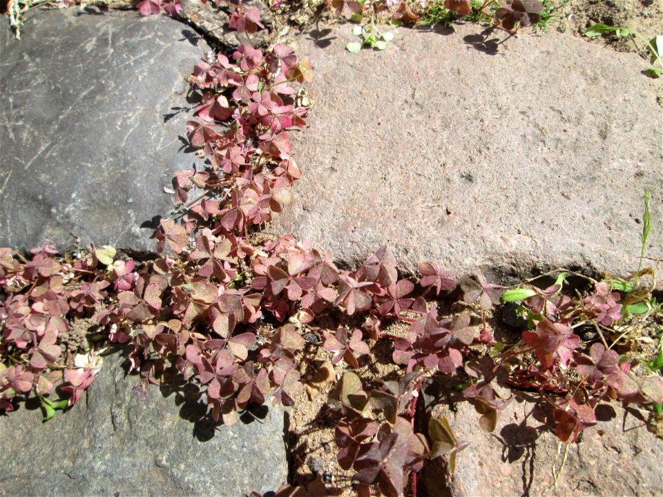 Horn-Sauerklee (Oxalis corniculata) in Bischmisheim