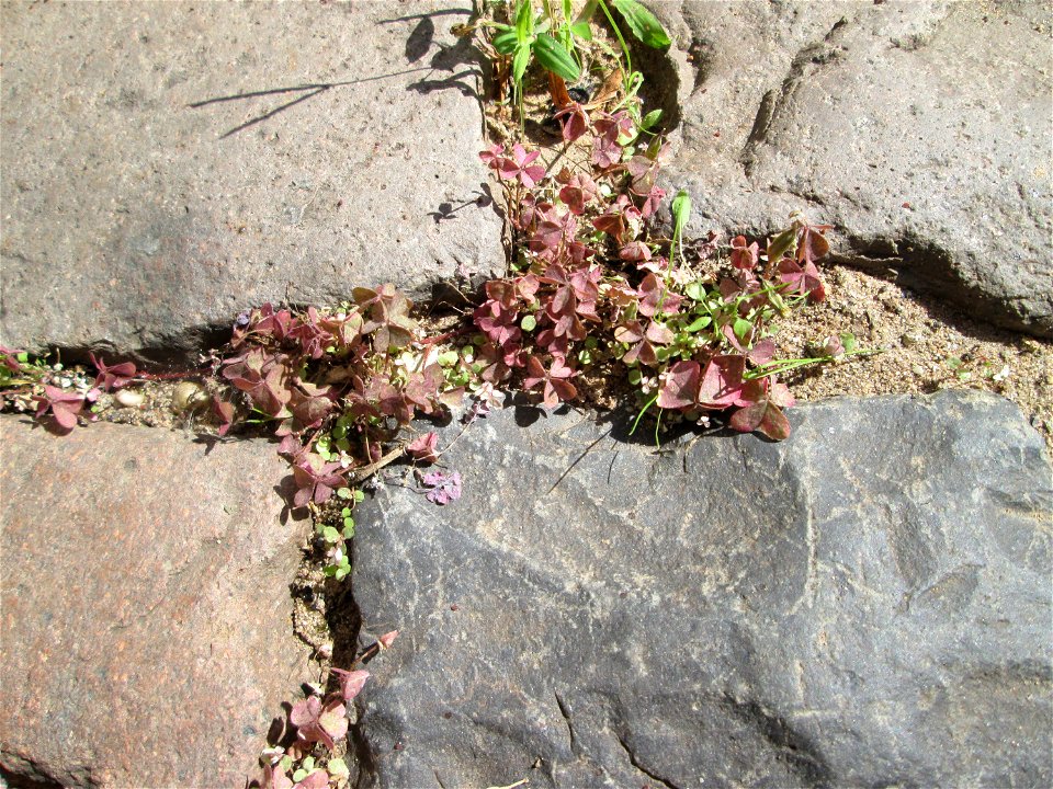 Horn-Sauerklee (Oxalis corniculata) in Bischmisheim