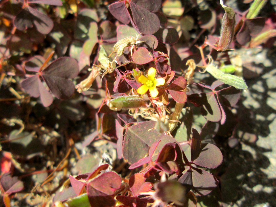 Horn-Sauerklee (Oxalis corniculata) in Brebach