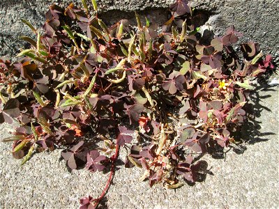Horn-Sauerklee (Oxalis corniculata) in Brebach
