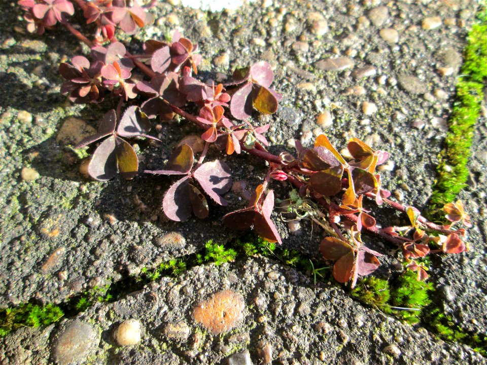 Horn-Sauerklee (Oxalis corniculata) in Brebach