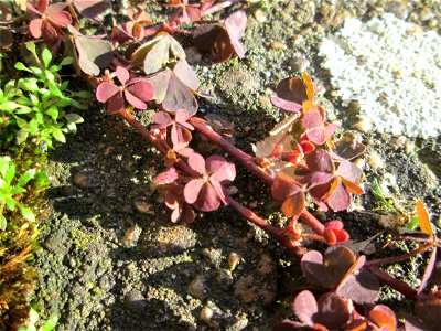 Horn-Sauerklee (Oxalis corniculata) in Brebach