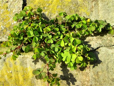 Horn-Sauerklee (Oxalis corniculata) an einer Böschungs-Mauer in Saarbrücken