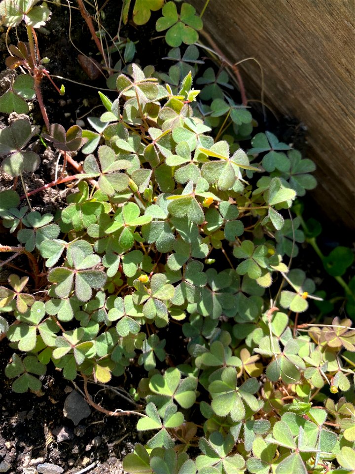Creeping Woodsorrel (Oxalis corniculata)