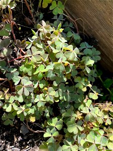 Creeping Woodsorrel (Oxalis corniculata)