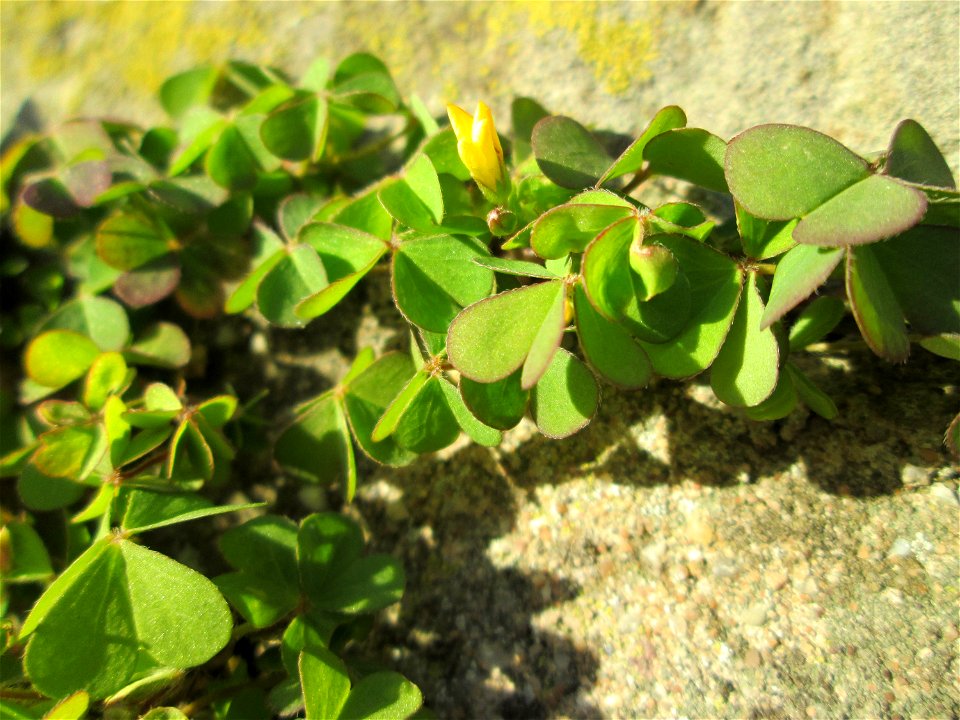 Horn-Sauerklee (Oxalis corniculata) an einer Böschungs-Mauer in Saarbrücken