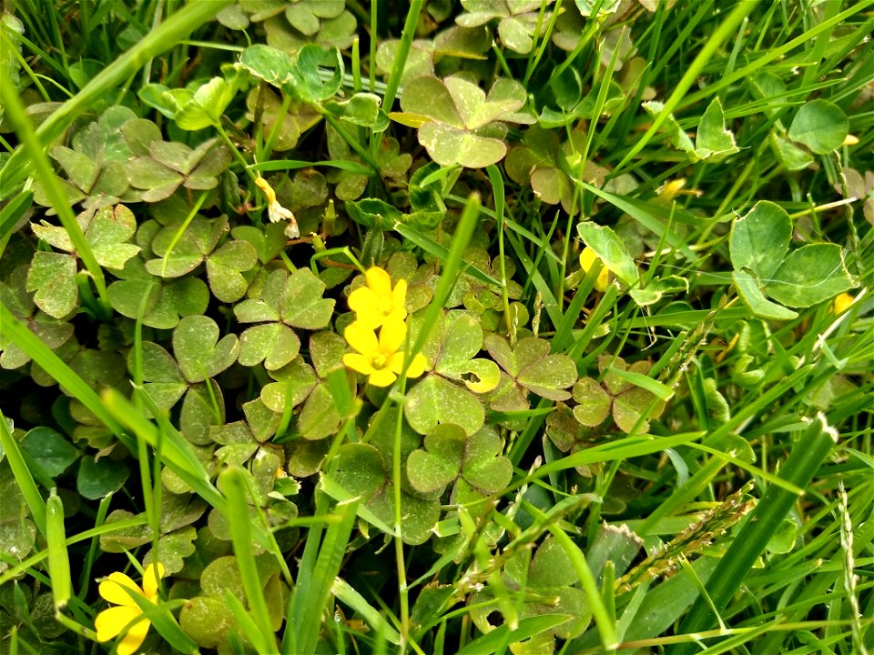 Creeping Woodsorrel (Oxalis corniculata)