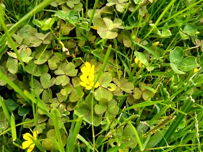 Creeping Woodsorrel (Oxalis corniculata)