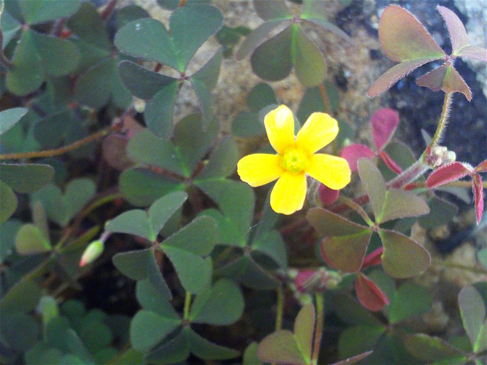 Oxalis corniculata flower close up, Sierra Madrona, Spain