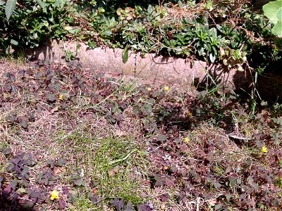 Woekering in tuin Holten.