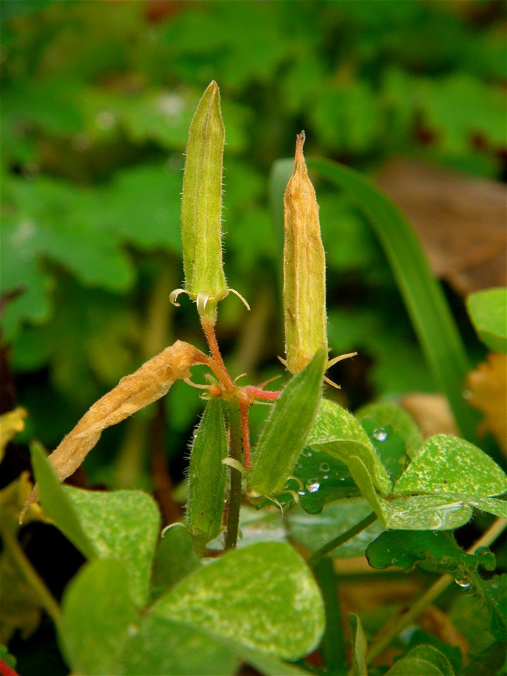 Oxalis corniculata (Creeping Woodsorrel). Aoba ward, Sendai, Miyagi prefecture, Japan.