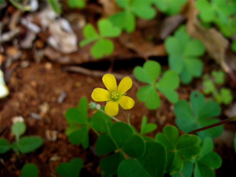 I am the originator of this photo. I hold the copyright. I release it to the public domain. This photo depicts a flower.