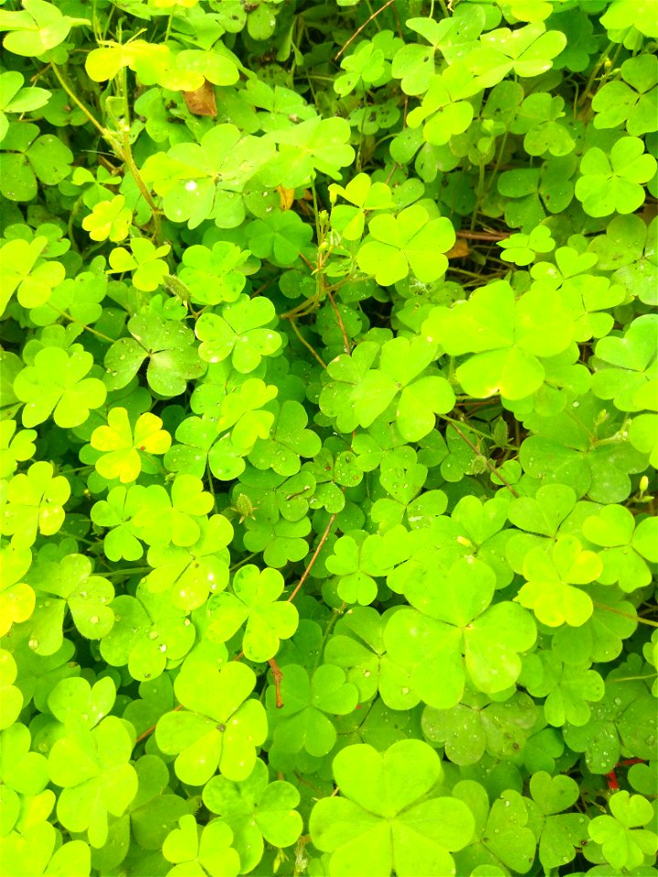 Oxalis stricta (corniculata) was photographed growing as weed on the busy sidewalk of Mumbai ( Bombay) city in Maharashtra India.