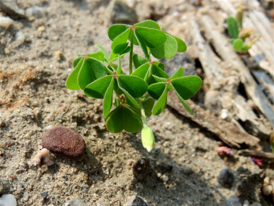 Aufrechter Sauerklee (Oxalis stricta) auf einem Schuttplatz bei Neulußheim (Gemarkung Altlußheim)