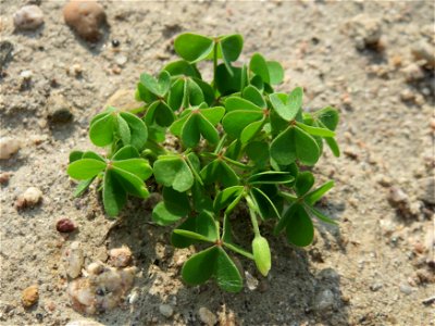 Aufrechter Sauerklee (Oxalis stricta) auf einem Schuttplatz bei Neulußheim (Gemarkung Altlußheim)