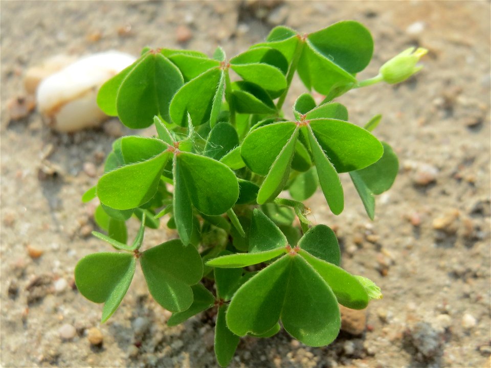 Aufrechter Sauerklee (Oxalis stricta) auf einem Schuttplatz bei Neulußheim (Gemarkung Altlußheim)