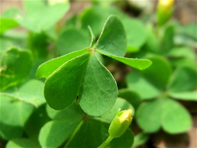 Aufrechter Sauerklee (Oxalis stricta) im Landesgartenschaupark Hockenheim