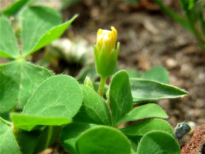 Aufrechter Sauerklee (Oxalis stricta) im Landesgartenschaupark Hockenheim