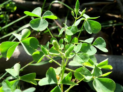 Aufrechter Sauerklee (Oxalis stricta) im Schwetzinger Hardt
