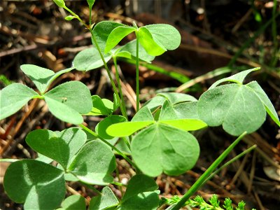 Aufrechter Sauerklee (Oxalis stricta) im Schwetzinger Hardt