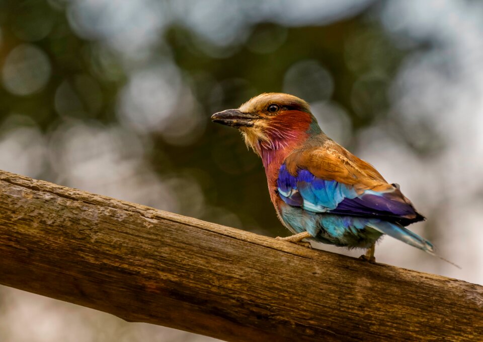 Colorful color magnificent