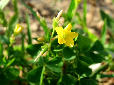 Aufrechter Sauerklee (Oxalis stricta) auf einem Sandhügel einer Baustelle in Hockenheim