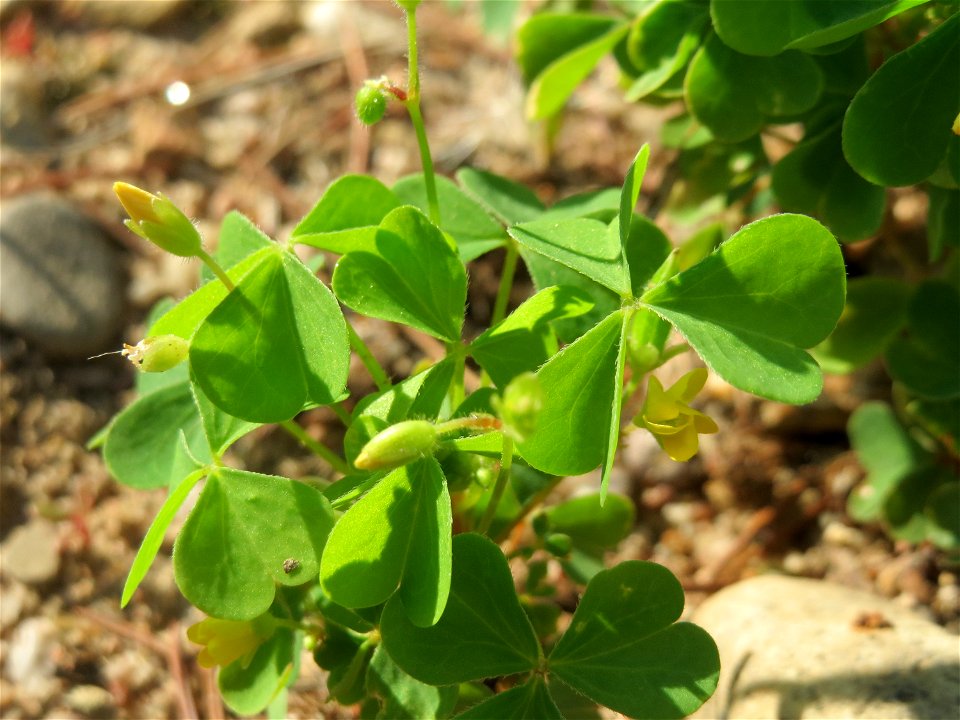 Aufrechter Sauerklee (Oxalis stricta) auf einem Sandhügel einer Baustelle in Hockenheim