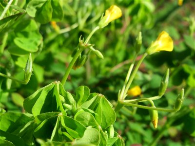 Aufrechter Sauerklee (Oxalis stricta) in Hockenheim