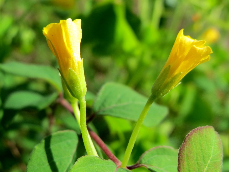 Aufrechter Sauerklee (Oxalis stricta) in Hockenheim