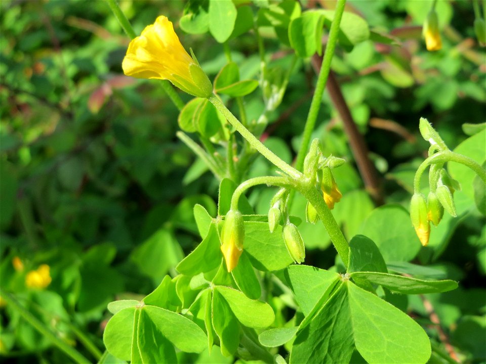 Aufrechter Sauerklee (Oxalis stricta) in Hockenheim