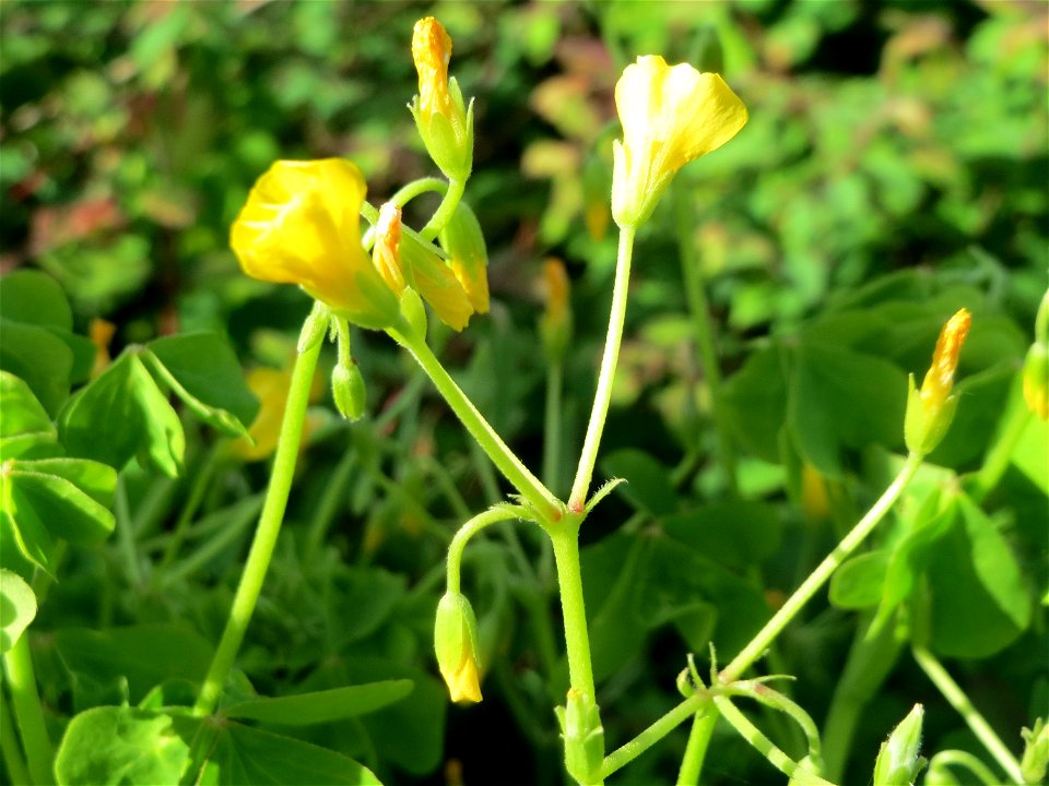 Aufrechter Sauerklee (Oxalis stricta) in Hockenheim