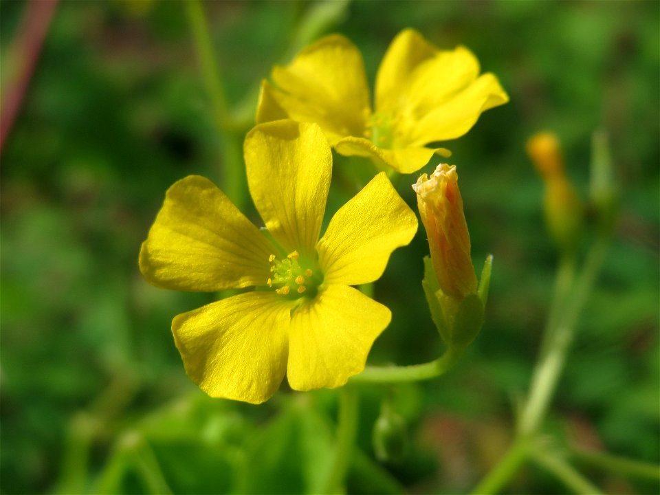 Aufrechter Sauerklee (Oxalis stricta) in Hockenheim