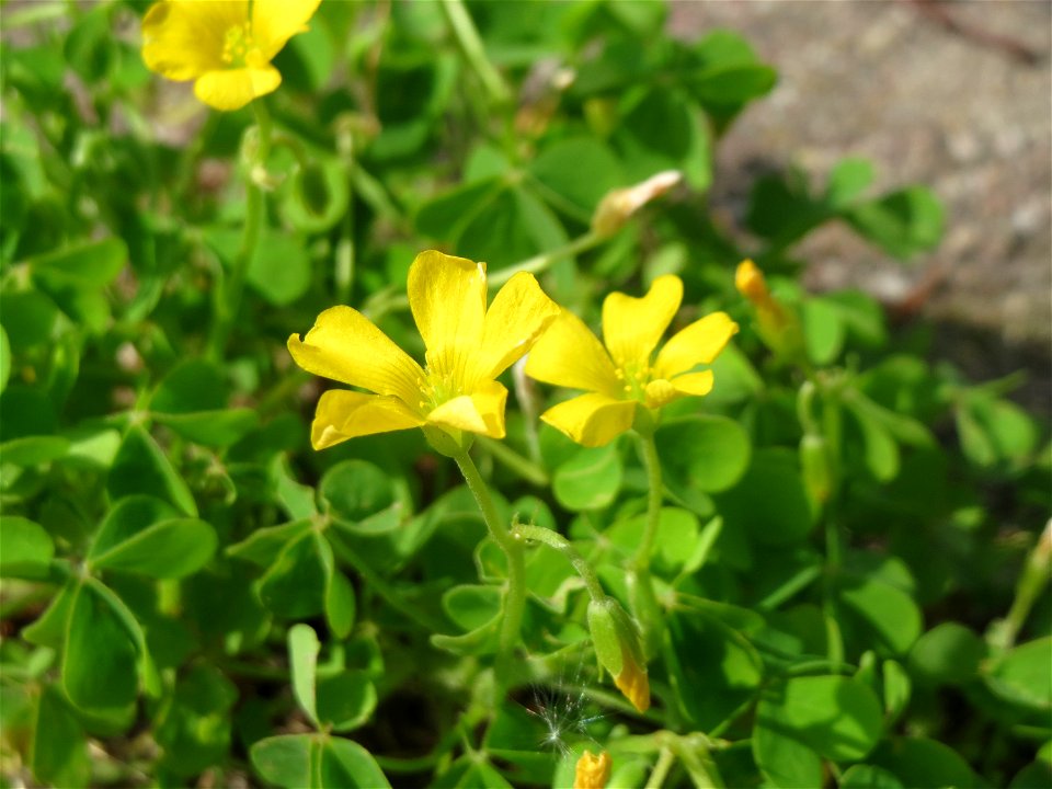 Aufrechter Sauerklee (Oxalis stricta) in Hockenheim
