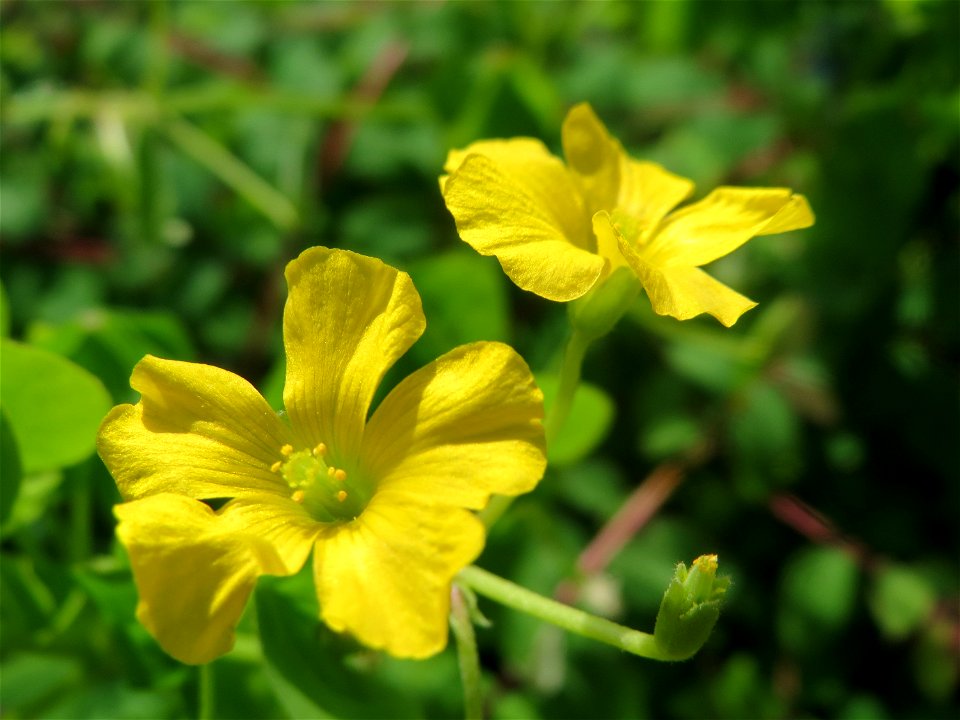 Aufrechter Sauerklee (Oxalis stricta) in Hockenheim