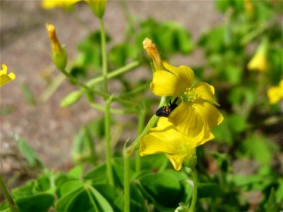 Aufrechter Sauerklee (Oxalis stricta) in Hockenheim
