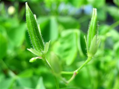 Aufrechter Sauerklee (Oxalis stricta) in Saarbrücken