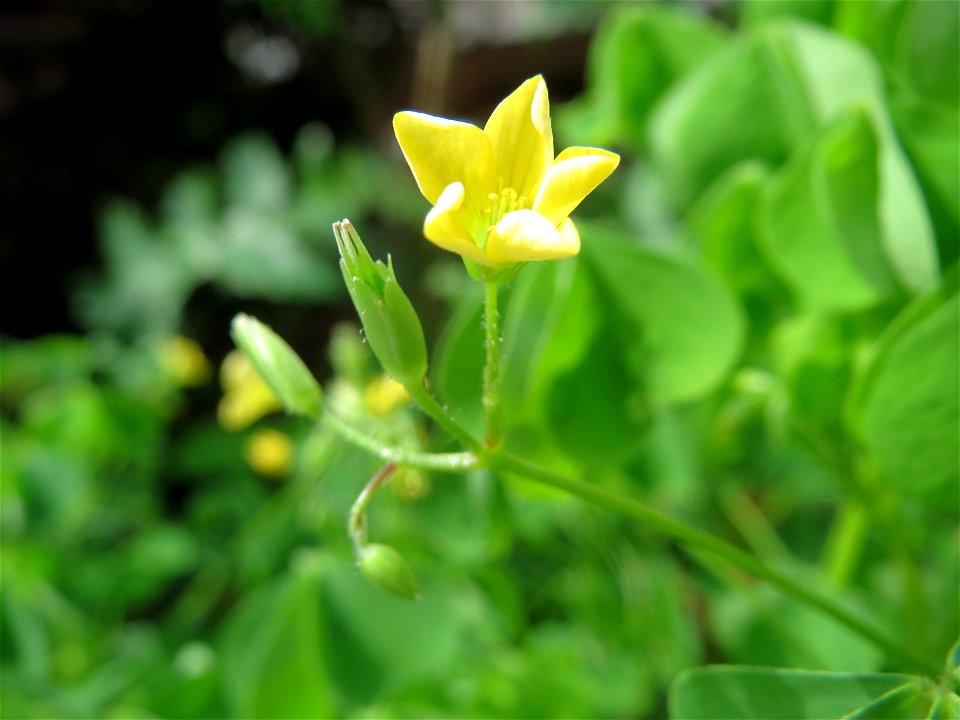 Aufrechter Sauerklee (Oxalis stricta) in Saarbrücken