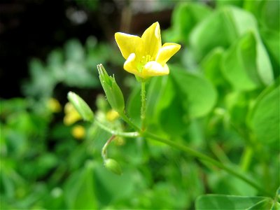 Aufrechter Sauerklee (Oxalis stricta) in Saarbrücken
