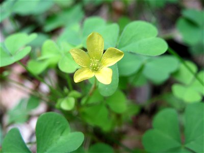 Aufrechter Sauerklee (Oxalis stricta) im Schwetzinger Hardt