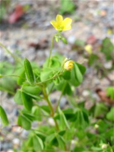 Aufrechter Sauerklee (Oxalis stricta) auf einer Ruderalfläche in Hockenheim