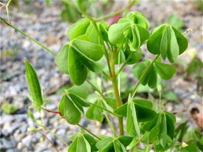 Aufrechter Sauerklee (Oxalis stricta) auf einer Ruderalfläche in Hockenheim