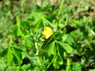 Aufrechter Sauerklee (Oxalis stricta) in einem aufgelassenem Schrebergarten in Hockenheim. Nachdem die Schrebergärten am Kraichbach im Februar/März 2016 einplaniert wurden, hat sich zunächst wieder ei