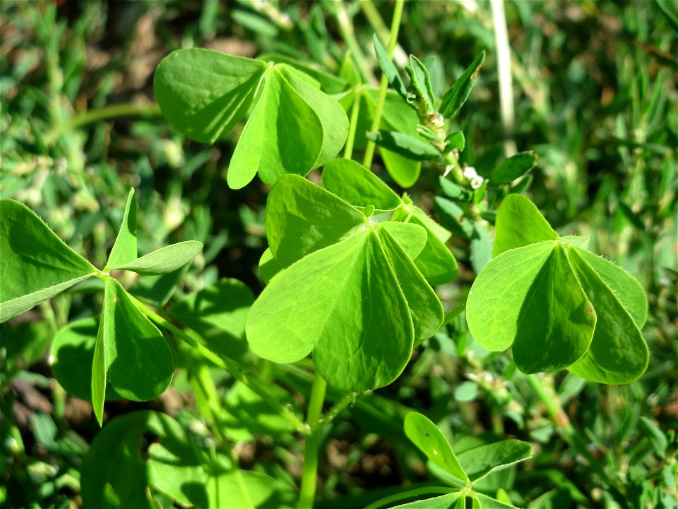 Aufrechter Sauerklee (Oxalis stricta) in einem aufgelassenem Schrebergarten in Hockenheim. Nachdem die Schrebergärten am Kraichbach im Februar/März 2016 einplaniert wurden, hat sich zunächst wieder ei