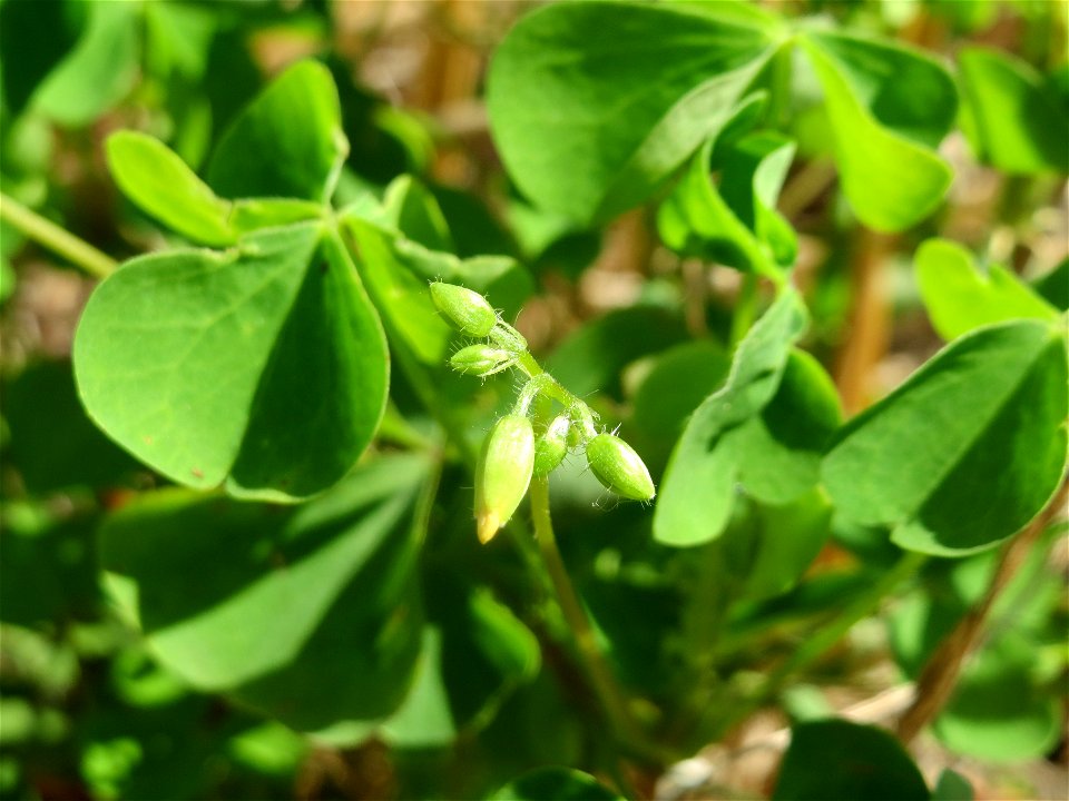 Aufrechter Sauerklee (Oxalis stricta) in der "Au" bei Hockenheim
